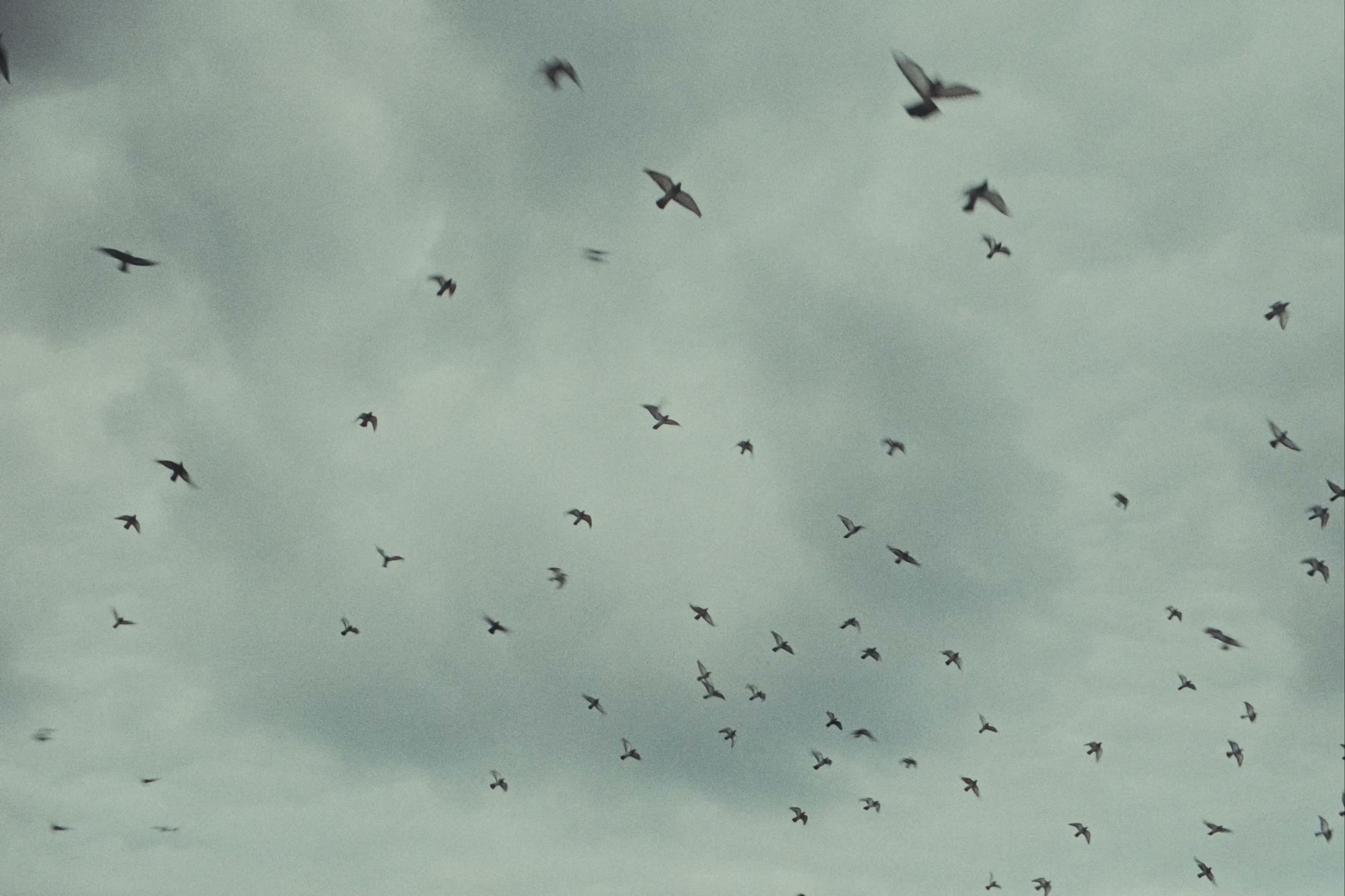 A flock of birds scattered across an overcast Chicago sky.