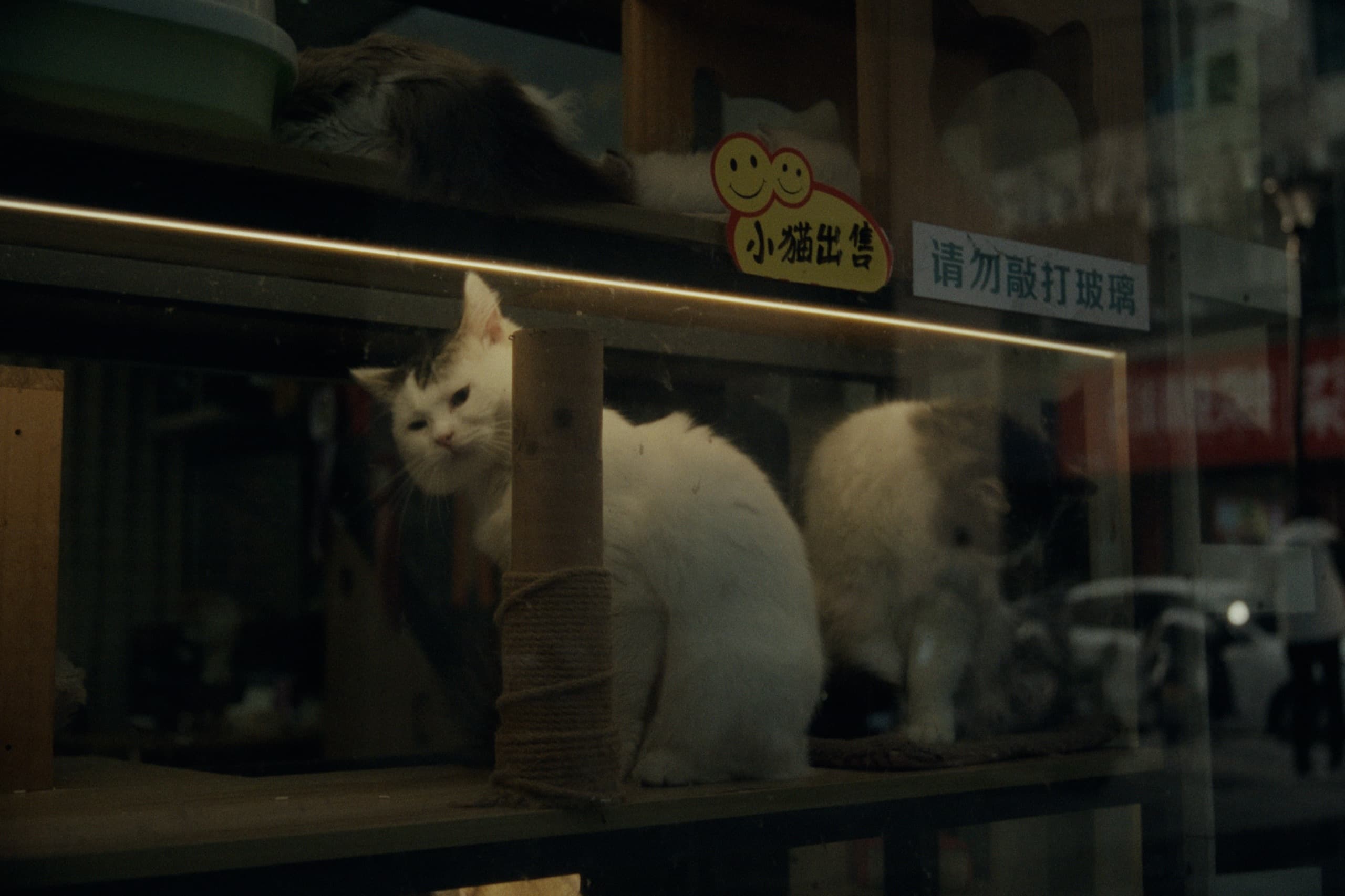 White cats in a pet shop window display, a scratching post between them, signs reading 小猫出售 and 请勿敲打玻璃 on the glass.